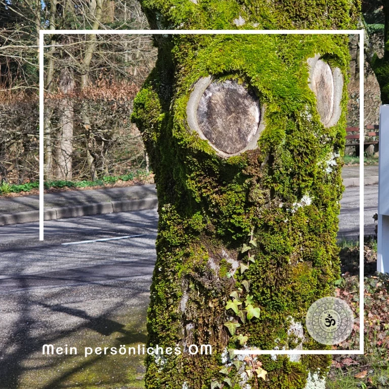 ein alter moosbewachsener Baum schaut aus zwei Astlöchern in die Gegend